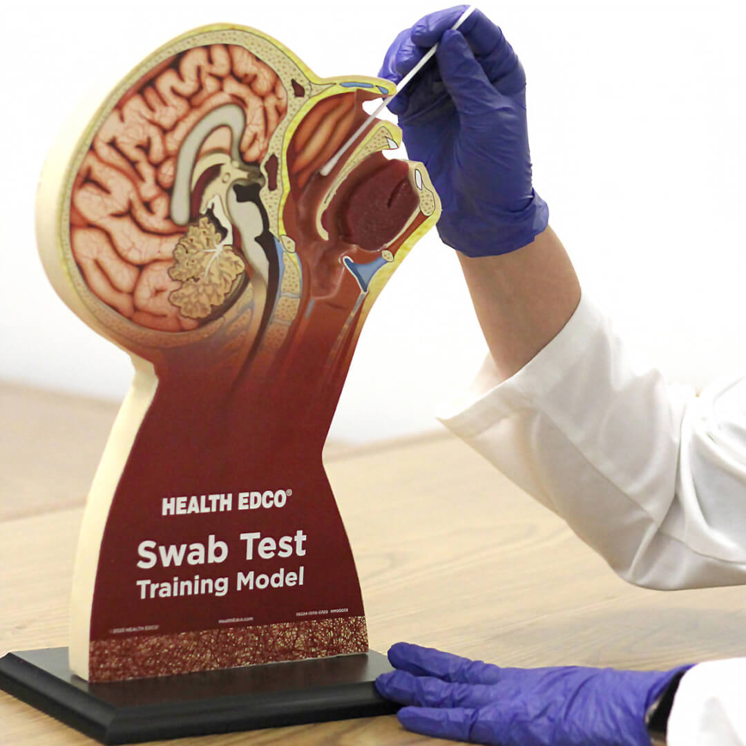 Swab Test Training Model Swab Test Training Model