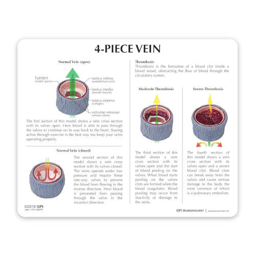 4 Piece Vein Model 4 Piece Vein Model