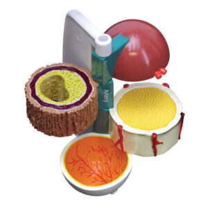 4 Piece Diabetes Model