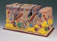 Skin, Block Model (Skin Model)