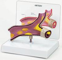 Artery Model