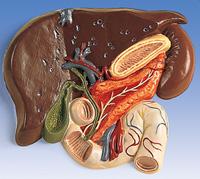 Liver with Gall Bladder