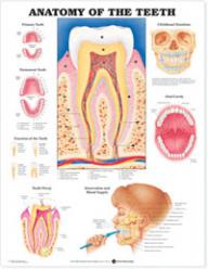 Anatomy of the Teeth Chart