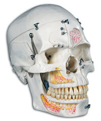 Deluxe Demonstration Skull, 10-part with Display Case