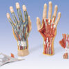 Internal Hand Structure Model 3-Part