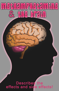Methamphetamine & The Brain
