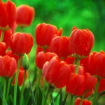 100  Red Tulip Bulbs ***Ships after Oct 1st*****