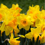 100  Yellow Daffodil Bulbs  ***ships after October 1st***