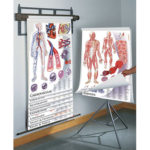 Anatomy and Human Physiology Plastic Chart Series (on Multi-Roller System)