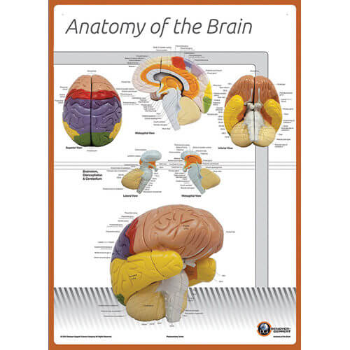 Anatomy Of The Brain Chart (Labeled)