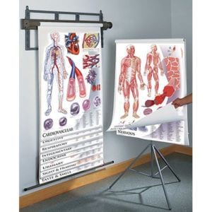 Anatomy and Human Physiology Plastic Chart Series (on Tripod)