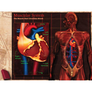 CD-ROM for Muscular System|CD-ROM about the Muscular System