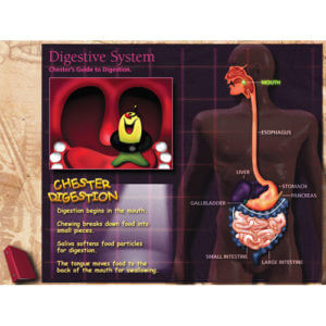 CD-ROM about Digestive System