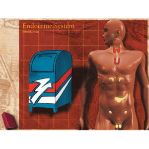 CD-ROM for Endocrine System