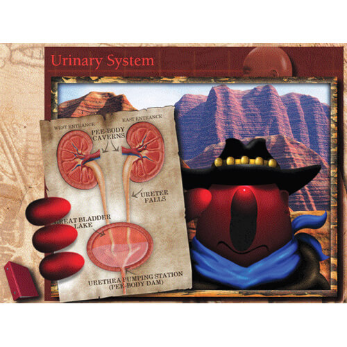 CD-ROM for Urinary System
