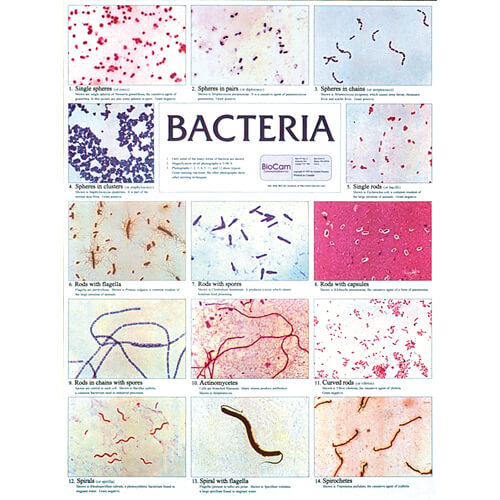 Bacteria Chart