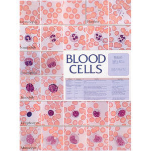 Blood Cells Chart