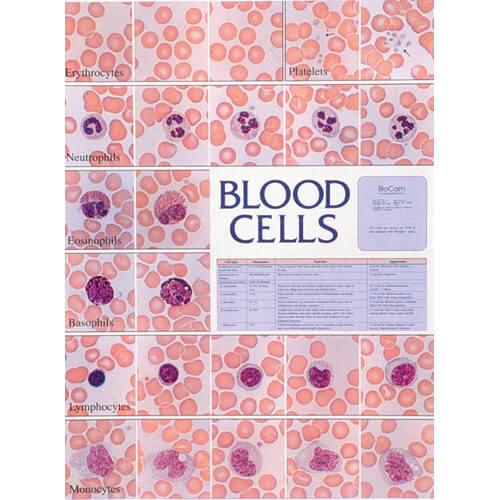 Blood Cells Chart NIMCO Inc 