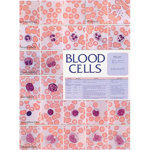 Blood Cells Chart NIMCO Inc 