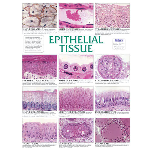 Epithelial Tissue Chart
