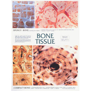 Bone Tissue Chart