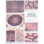 Male Reproduction Chart
