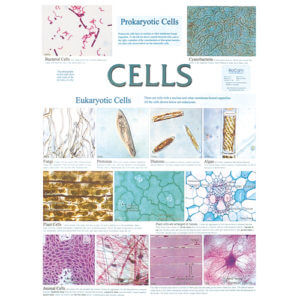 Cells Chart