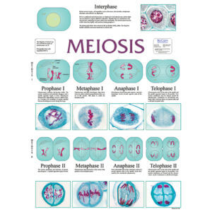 Meiosis Chart