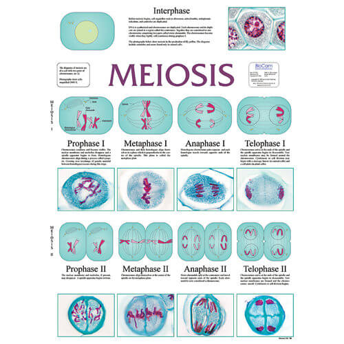 Meiosis Chart