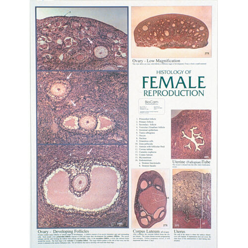 Female Reproduction Chart