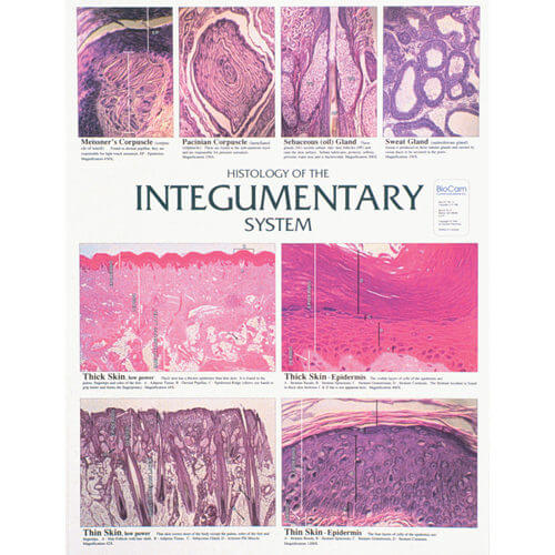 Integumentary System Chart
