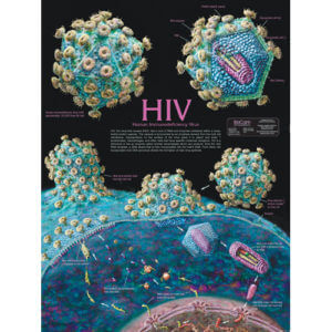 HIV Chart