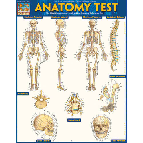 Anatomy Test Poster