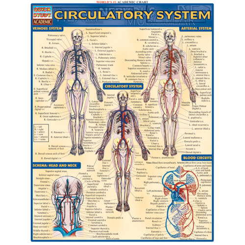 Circulatory System Poster | Nimco | Red Ribbon Week 2021 Products