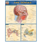 Senses Poster