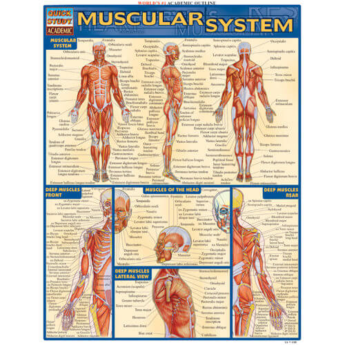 Muscular System Poster