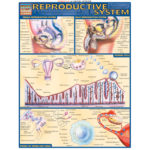 Reproductive System Poster
