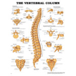 The Vertebral Column (Laminated)