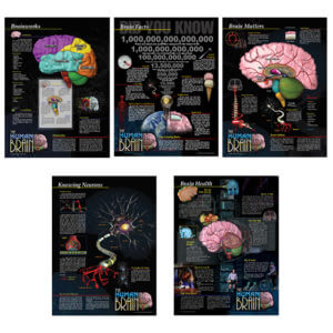 The Human Brain Poster Series - Laminated