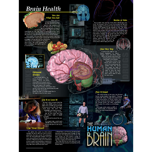 Brain Health Poster - Laminated