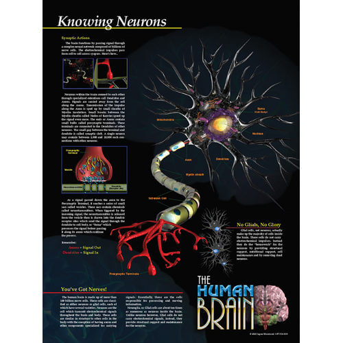 Knowing Neurons Poster - Laminated