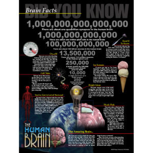 Brain Facts Poster - Laminated