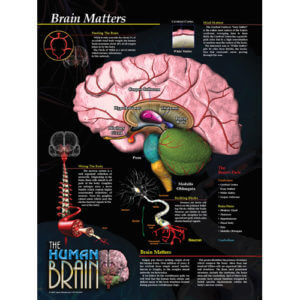 Brain Matters Poster - Laminated