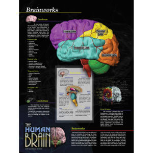 Brainworks Poster (nonlaminated)