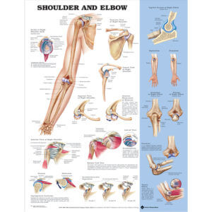 Shoulder and Elbow (Laminated)