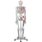 Max the Muscle Skeleton Model without 5 ft. Roller Stand