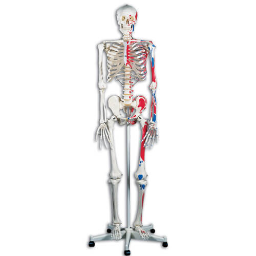 Max The Muscle Skeleton Model with Hanging Stand
