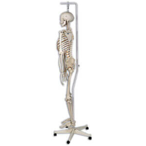 Physiological Skeleton Phil
