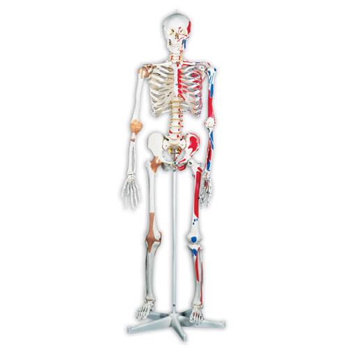 Sam the Super Skeleton with Pelvic Mounted Roller Stand Model