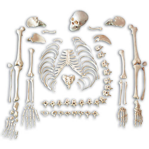 Full Disarticulated Budget Skeleton with Skull Model